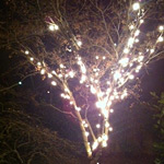 Albero di Natale 2011 (fuori)