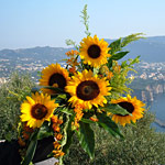 Girasoli e Lavanda