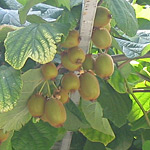 kiwi!!!