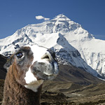 L'Impresa: un llama sull'Everest !?