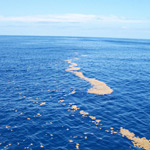il Mar dei Sargassi