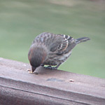 passerotto non andare via