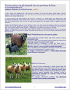 meet the animals