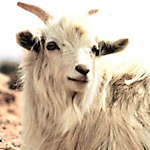 Capra Hyrcus