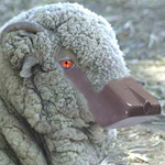 cashmerino