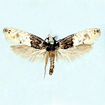 la Signora Tarma (Trichophaga tapetzella)