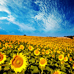 Tournesols en Provence