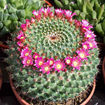 thumb_cactus.jpg