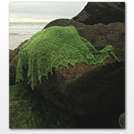 Laminaria di Elizabeth Freeman-free : clicca qui