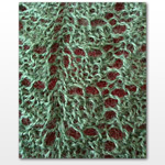 Rowan-Fine-Lace-Swallowtail-Shawl-free di Evelyn A. Clark  : clicca qui