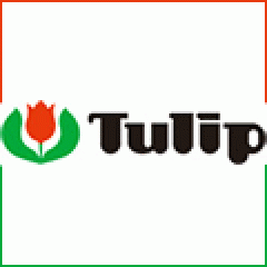 tulip